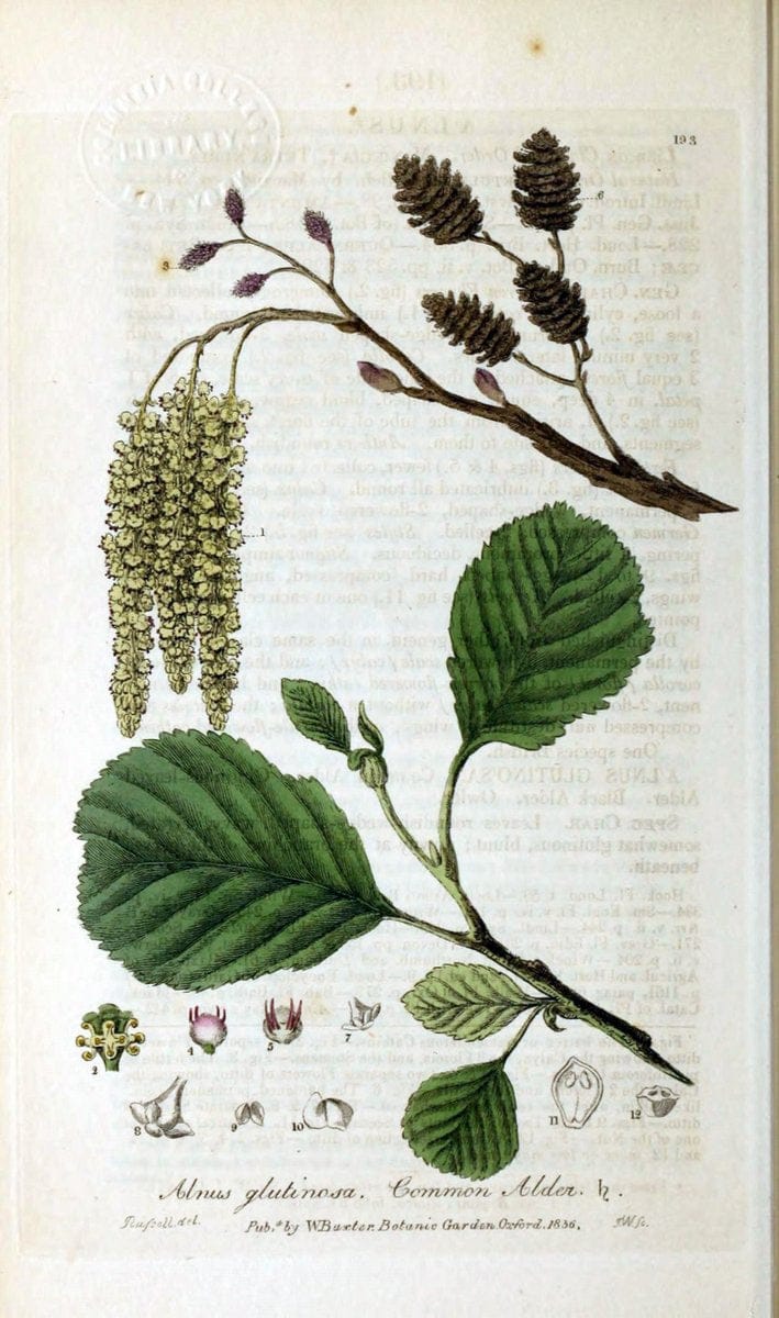 British phaenogamous botany,.Oxford,Published by the author, sold by J.H. Parker [etc.]1834-43.  | Vintage Print Reproduction 464825