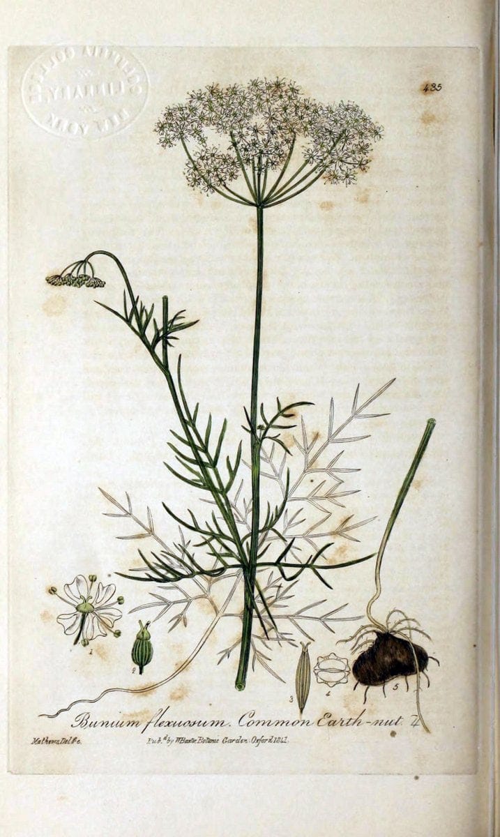 British phaenogamous botany,.Oxford,Published by the author, sold by J.H. Parker [etc.]1834-43.  | Vintage Print Reproduction 464828