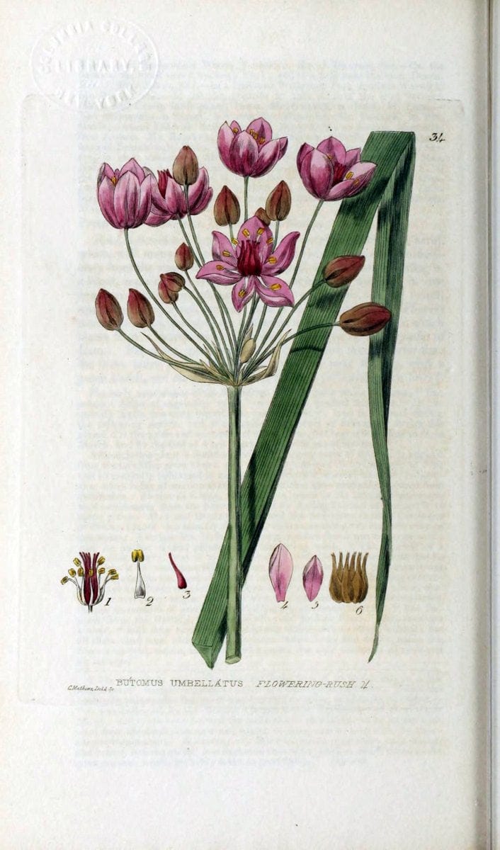 British phaenogamous botany,.Oxford,Published by the author, sold by J.H. Parker [etc.]1834-43.  | Vintage Print Reproduction 464829