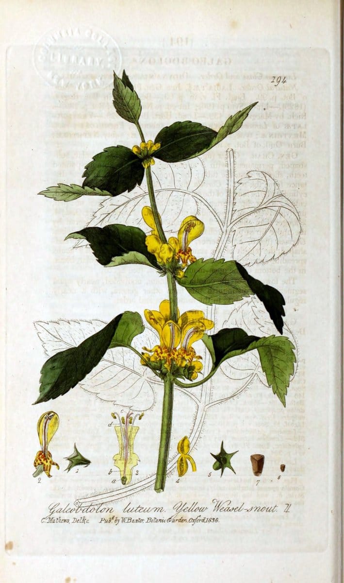 British phaenogamous botany,.Oxford,Published by the author, sold by J.H. Parker [etc.]1834-43.  | Vintage Print Reproduction 464830