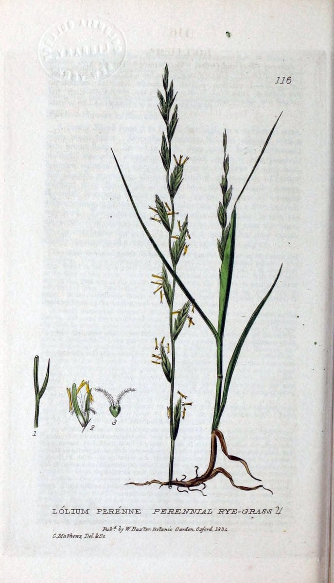 British phaenogamous botany,.Oxford,Published by the author, sold by J.H. Parker [etc.]1834-43.  | Vintage Print Reproduction 464832