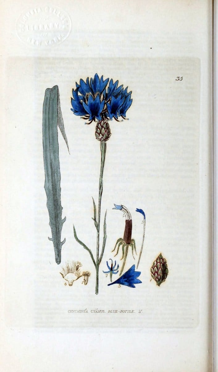British phaenogamous botany,.Oxford,Published by the author, sold by J.H. Parker [etc.]1834-43.  | Vintage Print Reproduction 464833