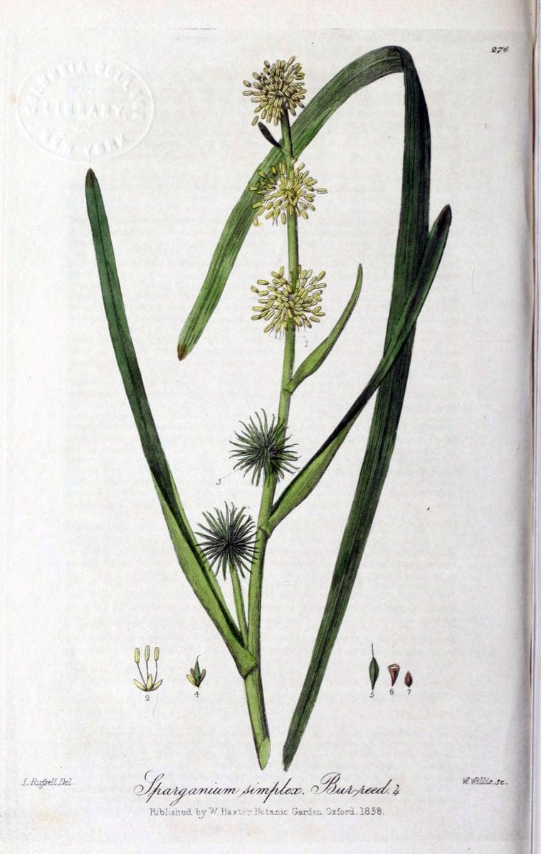 British phaenogamous botany,.Oxford,Published by the author, sold by J.H. Parker [etc.]1834-43.  | Vintage Print Reproduction 464834