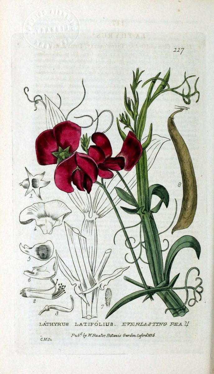 British phaenogamous botany,.Oxford,Published by the author, sold by J.H. Parker [etc.]1834-43.  | Vintage Print Reproduction 464837
