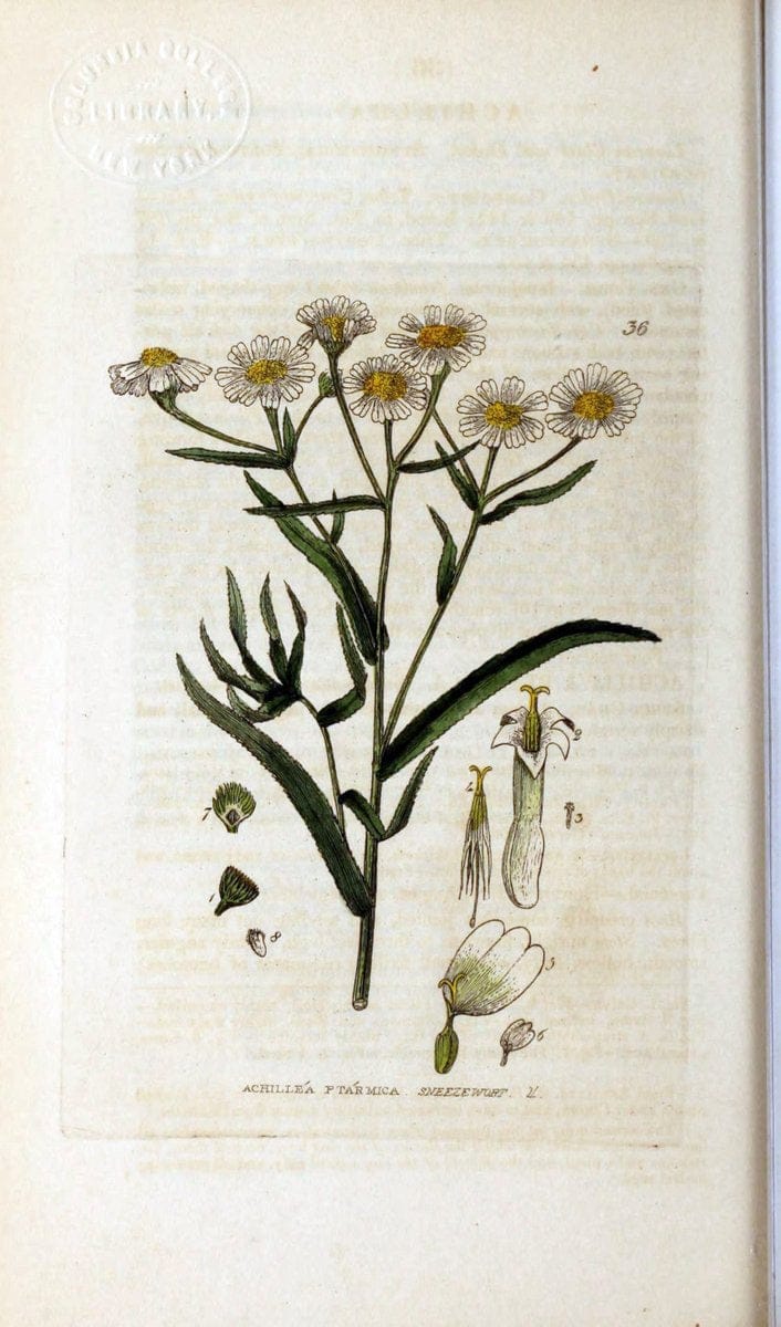 British phaenogamous botany,.Oxford,Published by the author, sold by J.H. Parker [etc.]1834-43.  | Vintage Print Reproduction 464838