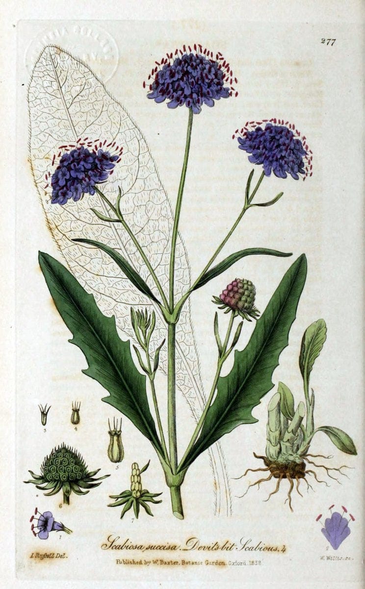 British phaenogamous botany,.Oxford,Published by the author, sold by J.H. Parker [etc.]1834-43.  | Vintage Print Reproduction 464839