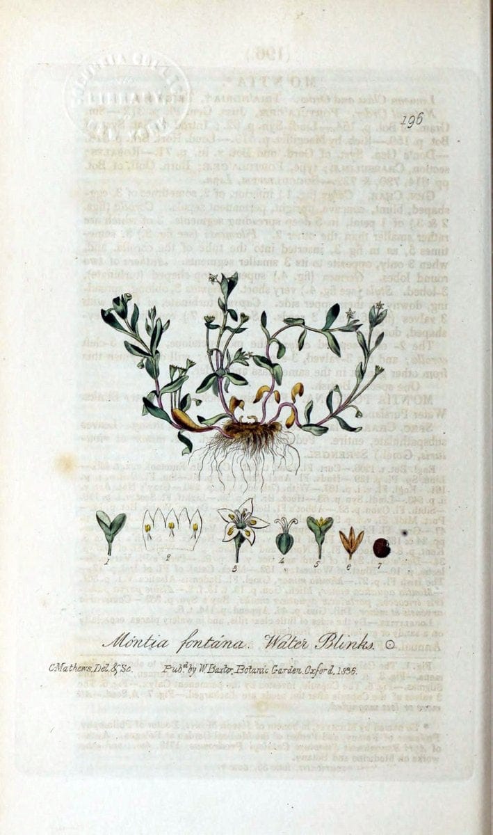 British phaenogamous botany,.Oxford,Published by the author, sold by J.H. Parker [etc.]1834-43.  | Vintage Print Reproduction 464841