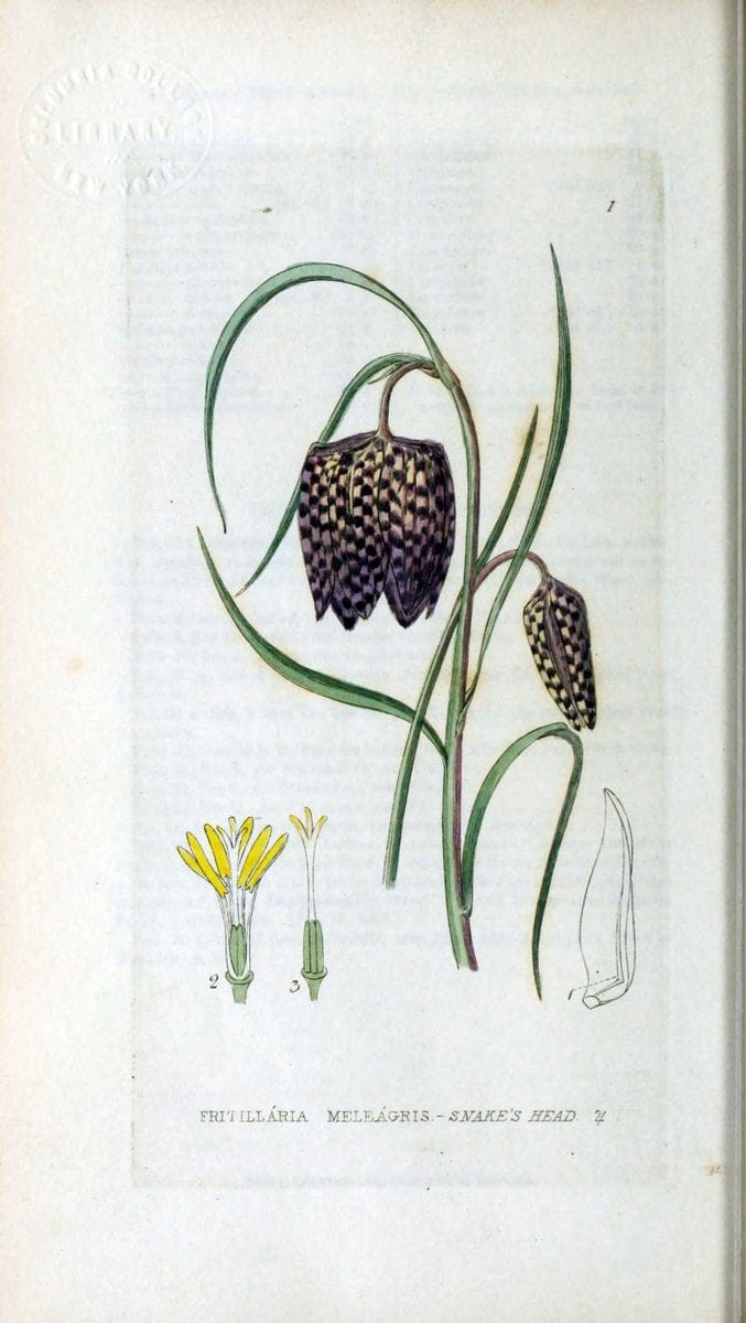 British phaenogamous botany,.Oxford,Published by the author, sold by J.H. Parker [etc.]1834-43.  | Vintage Print Reproduction 464847