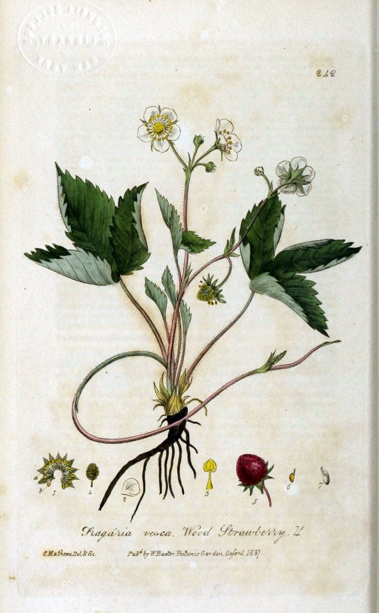 British phaenogamous botany,.Oxford,Published by the author, sold by J.H. Parker [etc.]1834-43.  | Vintage Print Reproduction 464848