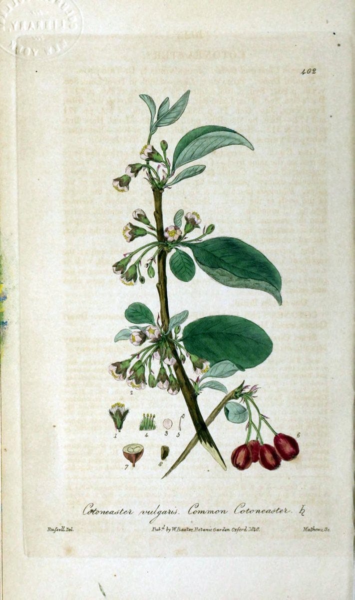 British phaenogamous botany,.Oxford,Published by the author, sold by J.H. Parker [etc.]1834-43.  | Vintage Print Reproduction 464849