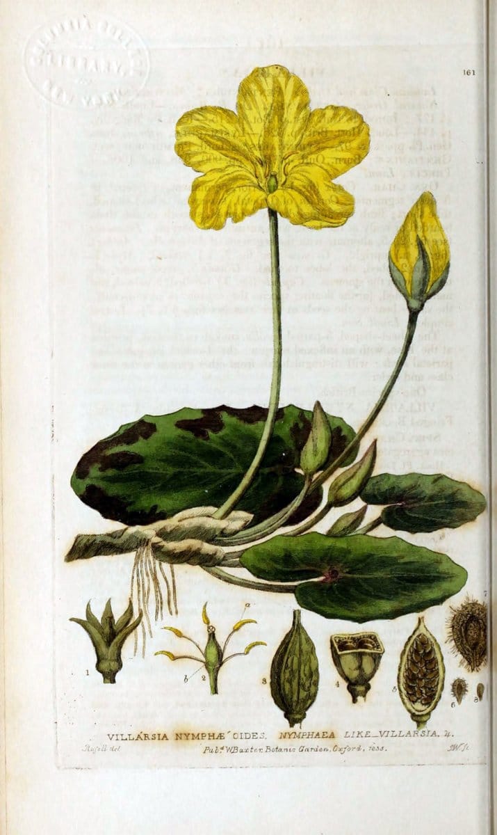British phaenogamous botany,.Oxford,Published by the author, sold by J.H. Parker [etc.]1834-43.  | Vintage Print Reproduction 464850