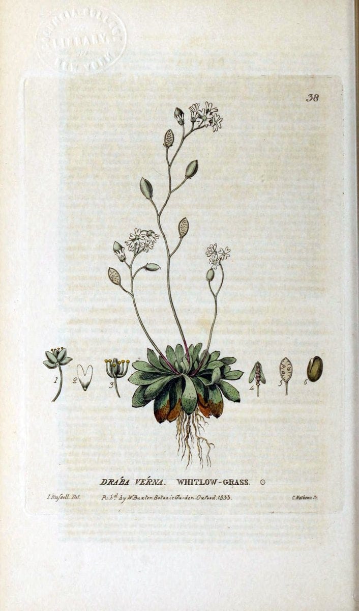 British phaenogamous botany,.Oxford,Published by the author, sold by J.H. Parker [etc.]1834-43.  | Vintage Print Reproduction 464852