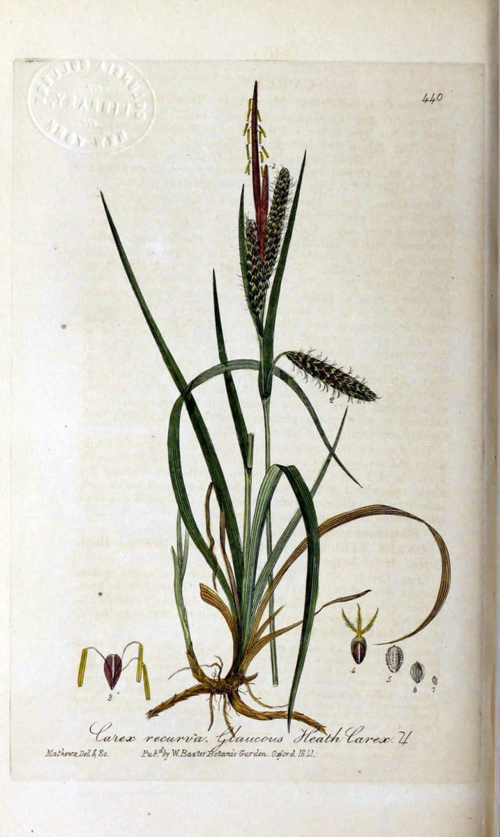 British phaenogamous botany,.Oxford,Published by the author, sold by J.H. Parker [etc.]1834-43.  | Vintage Print Reproduction 464858