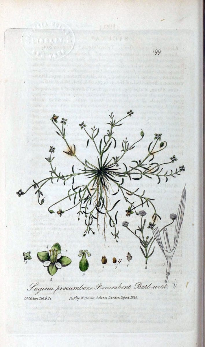 British phaenogamous botany,.Oxford,Published by the author, sold by J.H. Parker [etc.]1834-43.  | Vintage Print Reproduction 464859