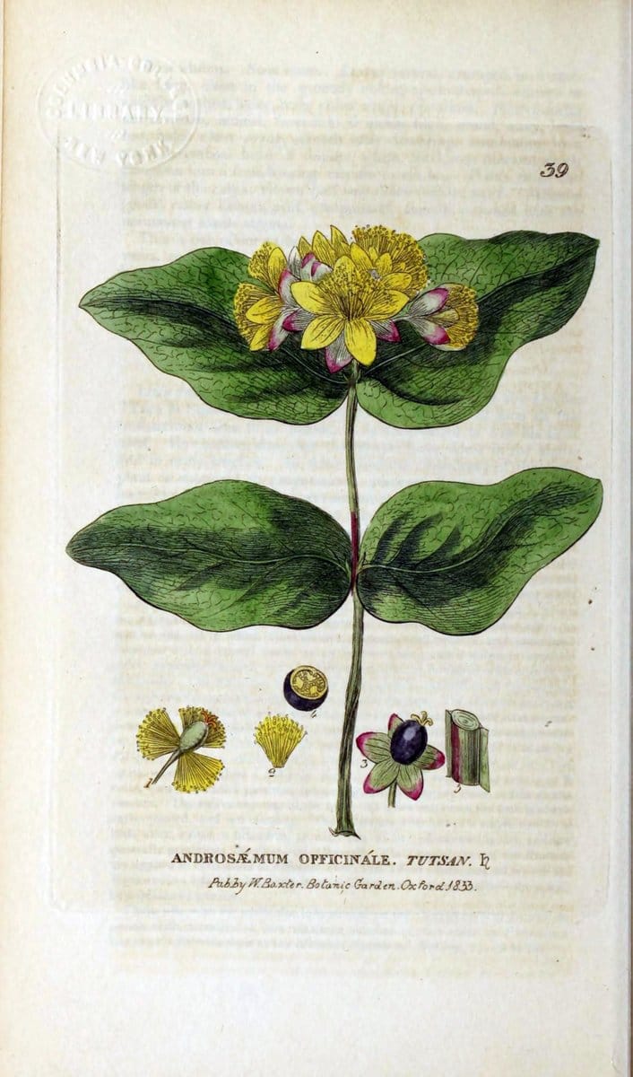 British phaenogamous botany,.Oxford,Published by the author, sold by J.H. Parker [etc.]1834-43.  | Vintage Print Reproduction 464860