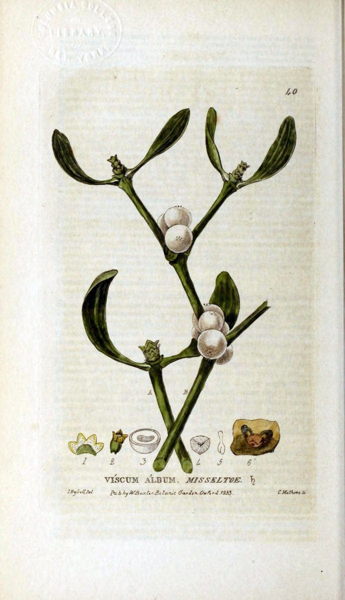 British phaenogamous botany,.Oxford,Published by the author, sold by J.H. Parker [etc.]1834-43.  | Vintage Print Reproduction 464862