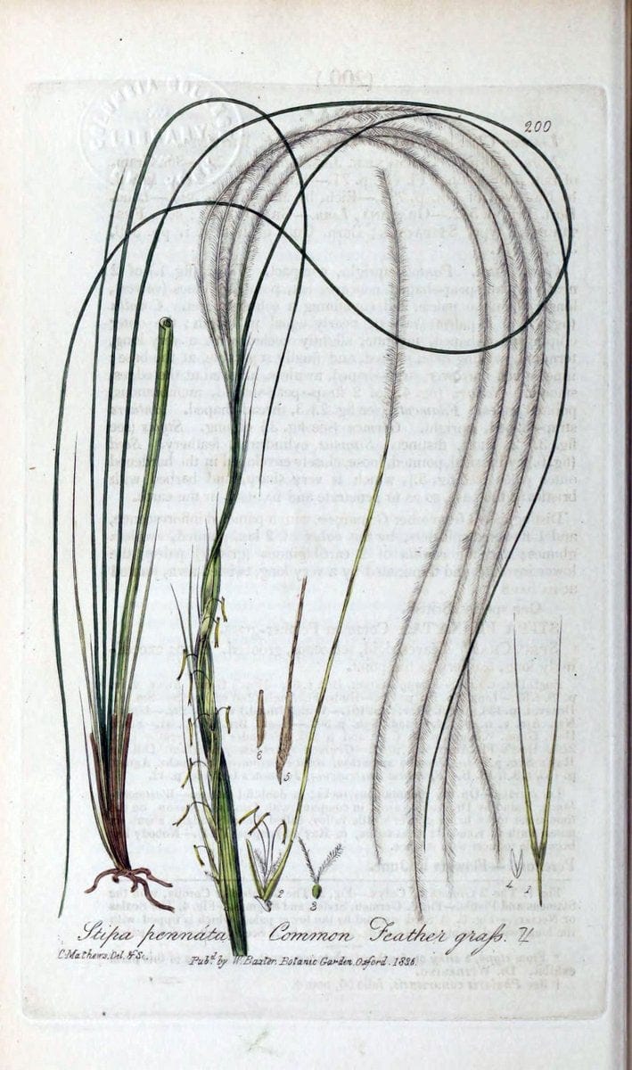 British phaenogamous botany,.Oxford,Published by the author, sold by J.H. Parker [etc.]1834-43.  | Vintage Print Reproduction 464864