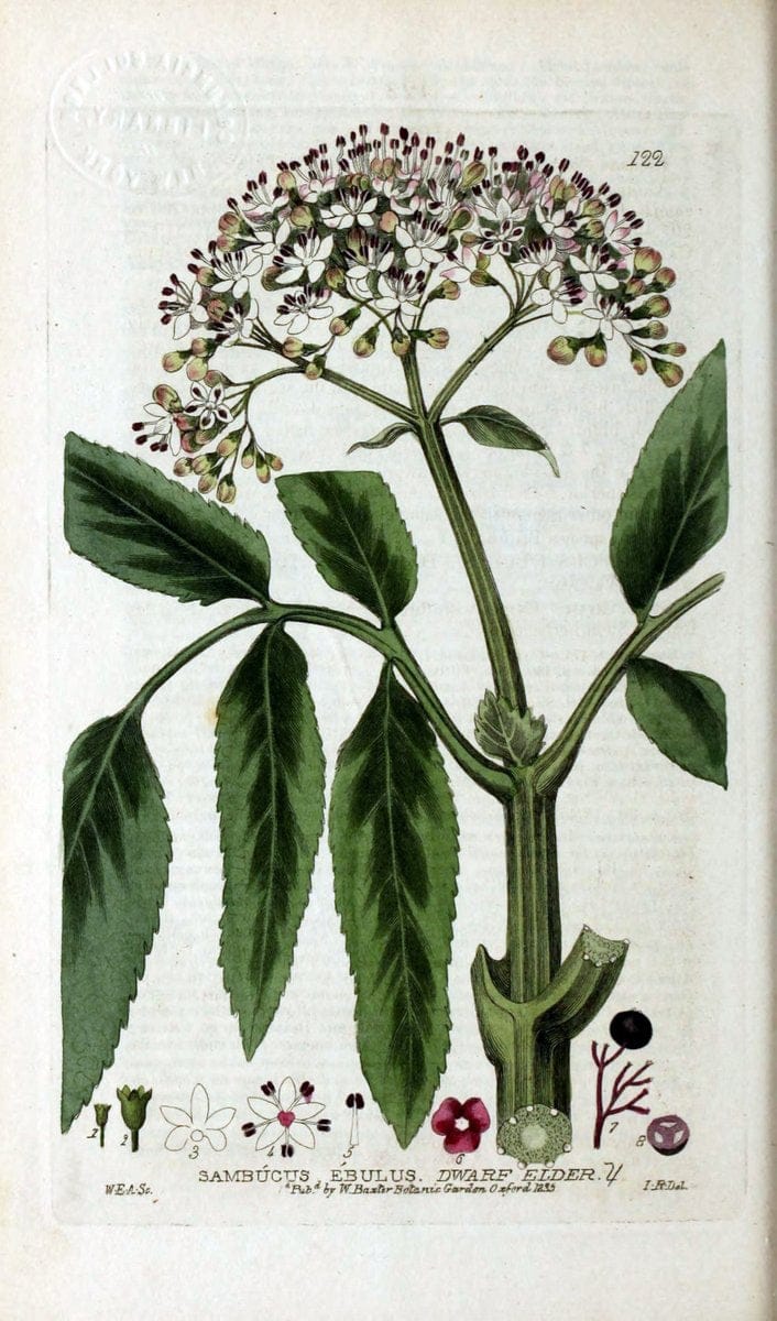 British phaenogamous botany,.Oxford,Published by the author, sold by J.H. Parker [etc.]1834-43.  | Vintage Print Reproduction 464865