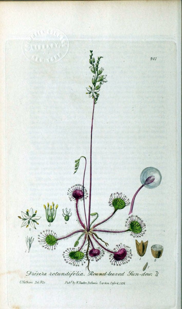 British phaenogamous botany,.Oxford,Published by the author, sold by J.H. Parker [etc.]1834-43.  | Vintage Print Reproduction 464868