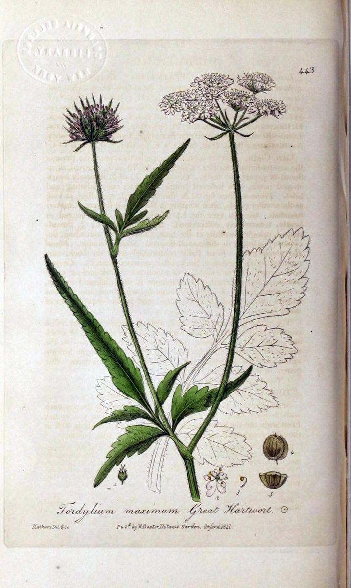 British phaenogamous botany,.Oxford,Published by the author, sold by J.H. Parker [etc.]1834-43.  | Vintage Print Reproduction 464871