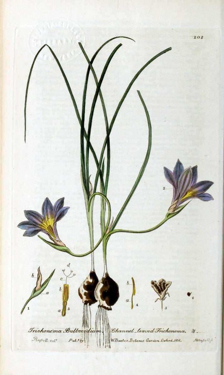 British phaenogamous botany,.Oxford,Published by the author, sold by J.H. Parker [etc.]1834-43.  | Vintage Print Reproduction 464872