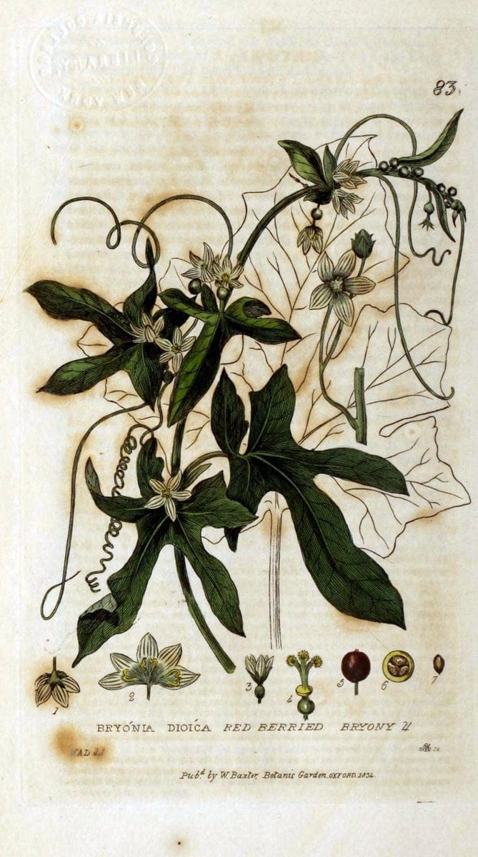 British phaenogamous botany,.Oxford,Published by the author, sold by J.H. Parker [etc.]1834-43.  | Vintage Print Reproduction 464875