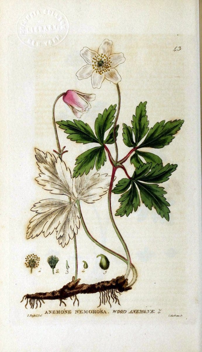 British phaenogamous botany,.Oxford,Published by the author, sold by J.H. Parker [etc.]1834-43.  | Vintage Print Reproduction 464876