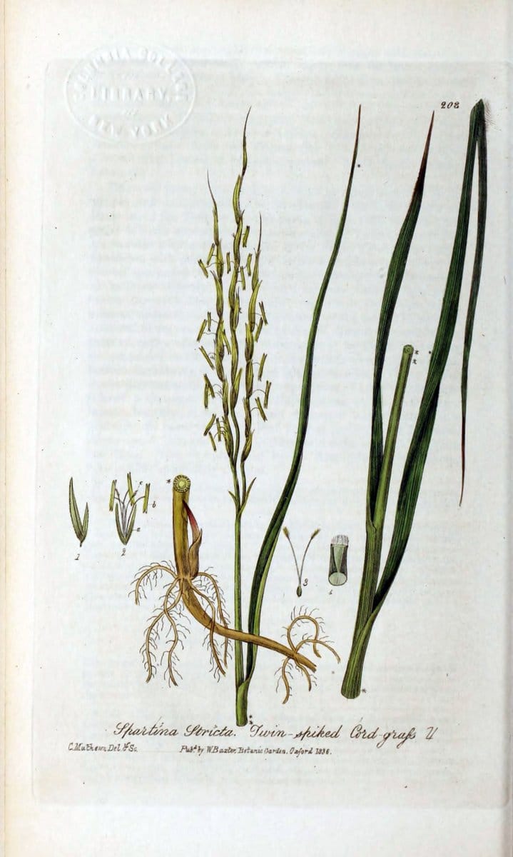 British phaenogamous botany,.Oxford,Published by the author, sold by J.H. Parker [etc.]1834-43.  | Vintage Print Reproduction 464878