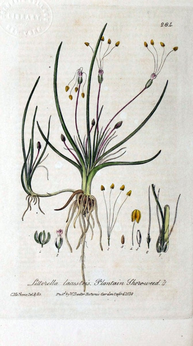 British phaenogamous botany,.Oxford,Published by the author, sold by J.H. Parker [etc.]1834-43.  | Vintage Print Reproduction 464879