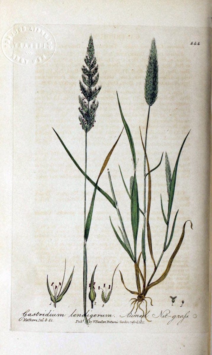 British phaenogamous botany,.Oxford,Published by the author, sold by J.H. Parker [etc.]1834-43.  | Vintage Print Reproduction 464880