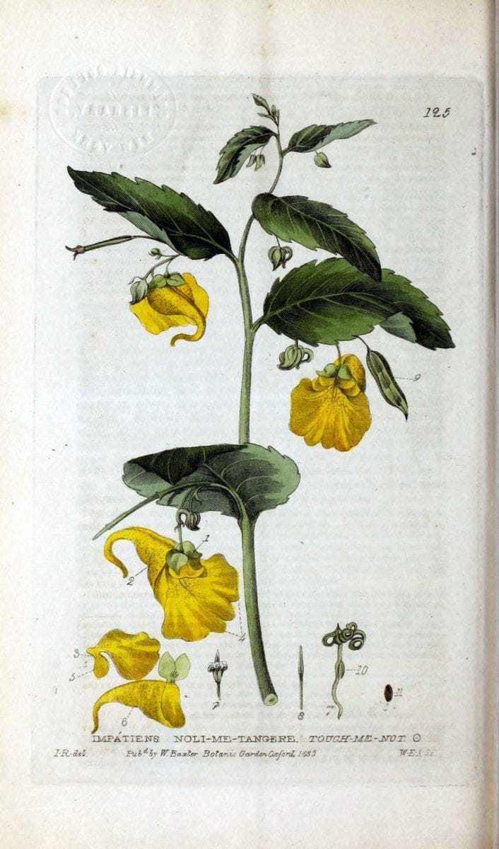 British phaenogamous botany,.Oxford,Published by the author, sold by J.H. Parker [etc.]1834-43.  | Vintage Print Reproduction 464881