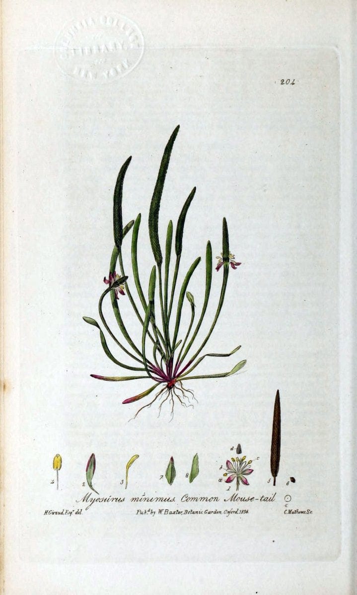 British phaenogamous botany,.Oxford,Published by the author, sold by J.H. Parker [etc.]1834-43.  | Vintage Print Reproduction 464882