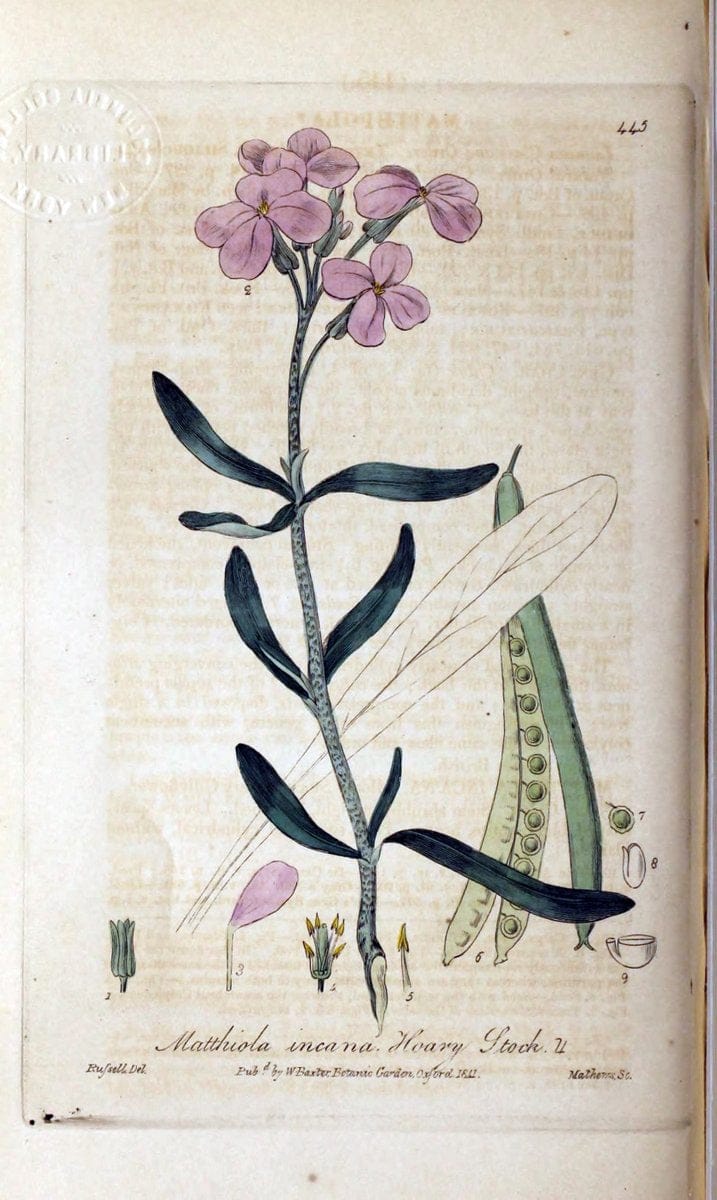 British phaenogamous botany,.Oxford,Published by the author, sold by J.H. Parker [etc.]1834-43.  | Vintage Print Reproduction 464885