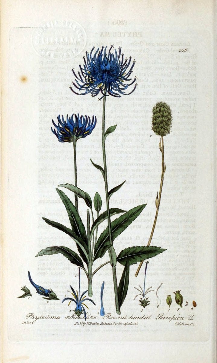 British phaenogamous botany,.Oxford,Published by the author, sold by J.H. Parker [etc.]1834-43.  | Vintage Print Reproduction 464888