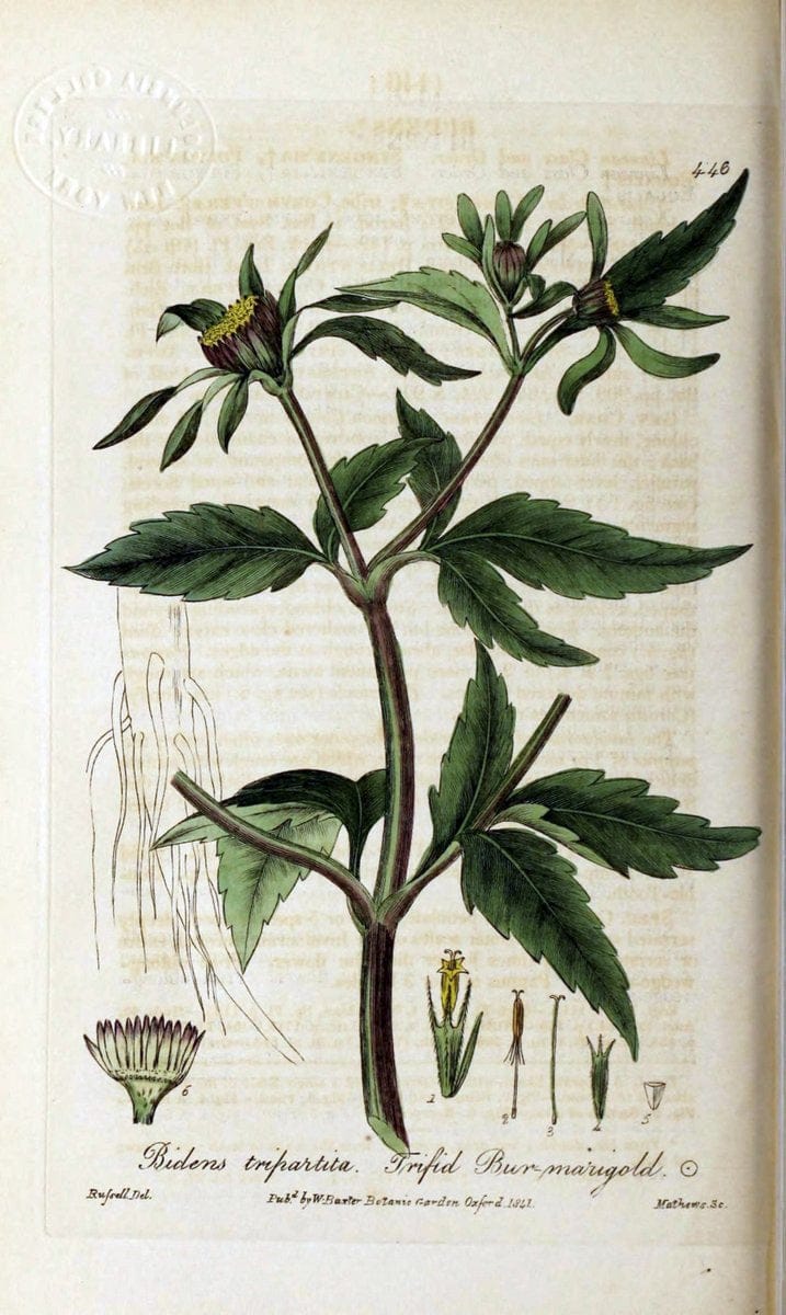 British phaenogamous botany,.Oxford,Published by the author, sold by J.H. Parker [etc.]1834-43.  | Vintage Print Reproduction 464889