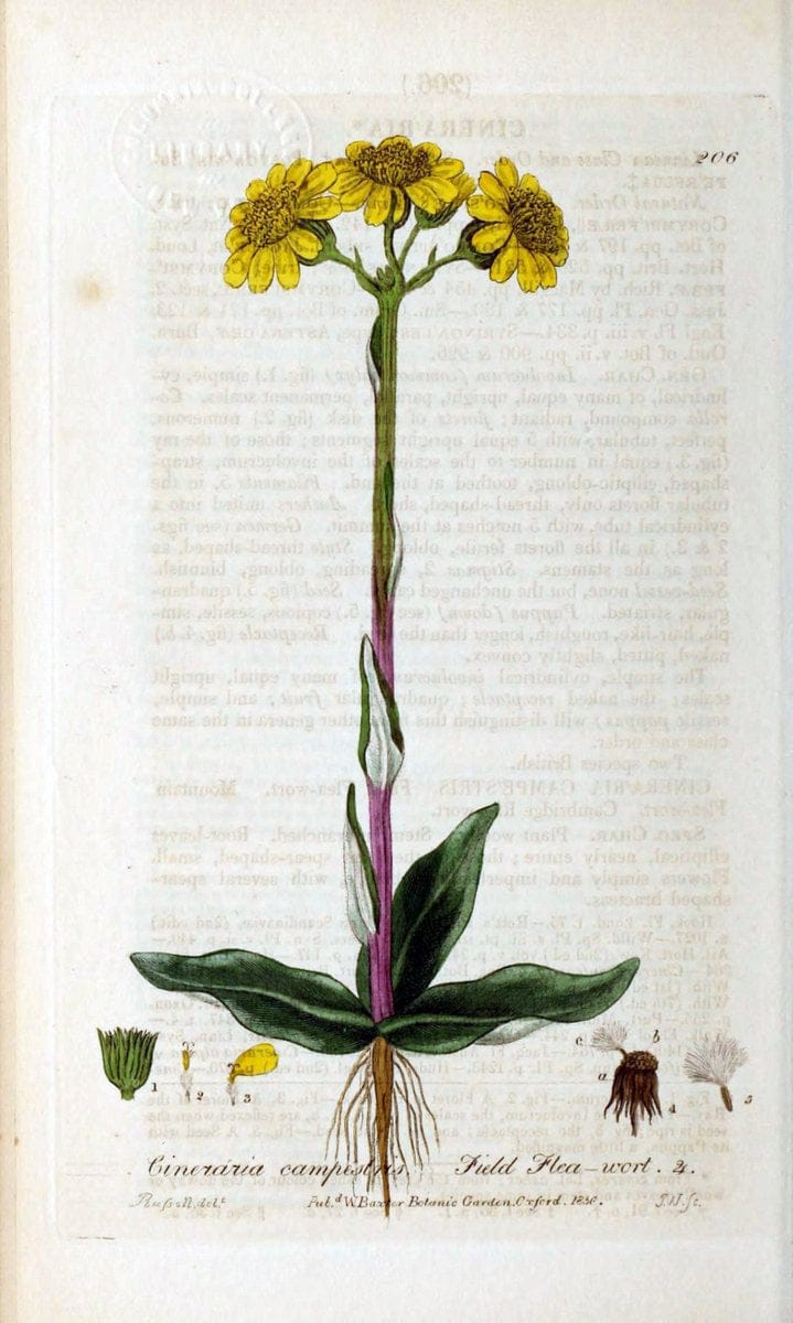 British phaenogamous botany,.Oxford,Published by the author, sold by J.H. Parker [etc.]1834-43.  | Vintage Print Reproduction 464892