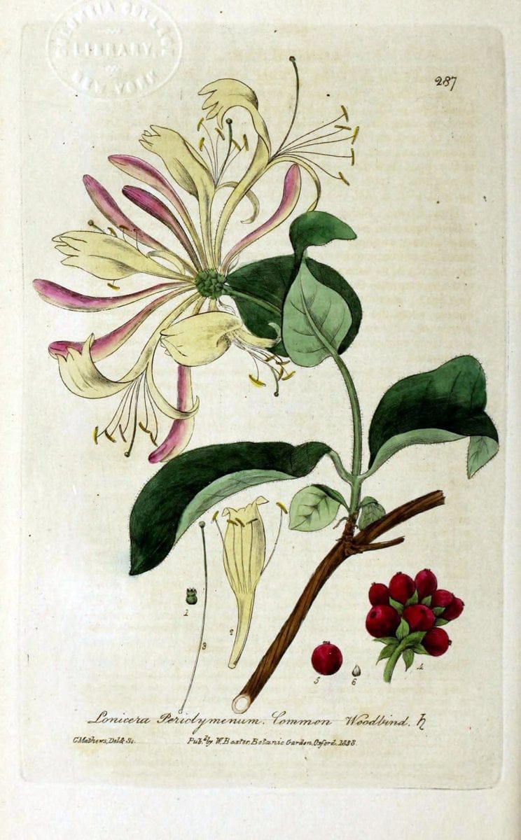 British phaenogamous botany,.Oxford,Published by the author, sold by J.H. Parker [etc.]1834-43.  | Vintage Print Reproduction 464893