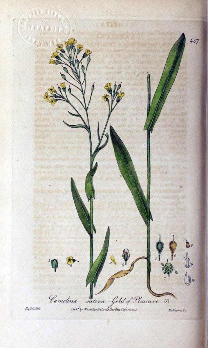 British phaenogamous botany,.Oxford,Published by the author, sold by J.H. Parker [etc.]1834-43.  | Vintage Print Reproduction 464894