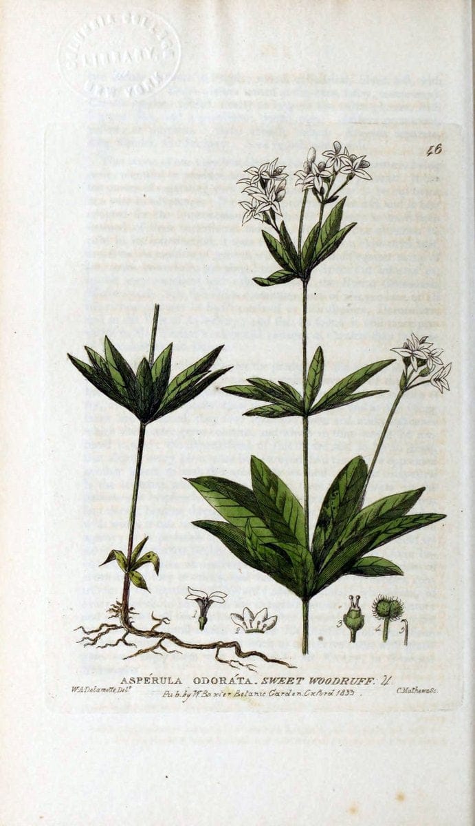 British phaenogamous botany,.Oxford,Published by the author, sold by J.H. Parker [etc.]1834-43.  | Vintage Print Reproduction 464895