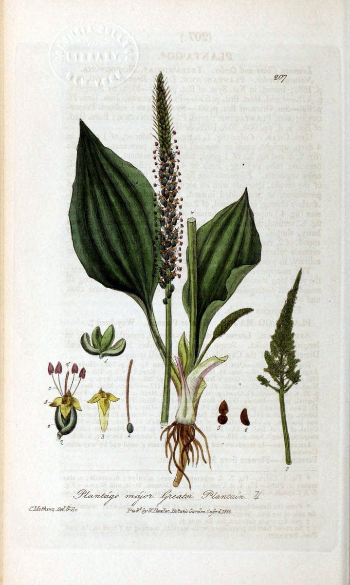British phaenogamous botany,.Oxford,Published by the author, sold by J.H. Parker [etc.]1834-43.  | Vintage Print Reproduction 464898
