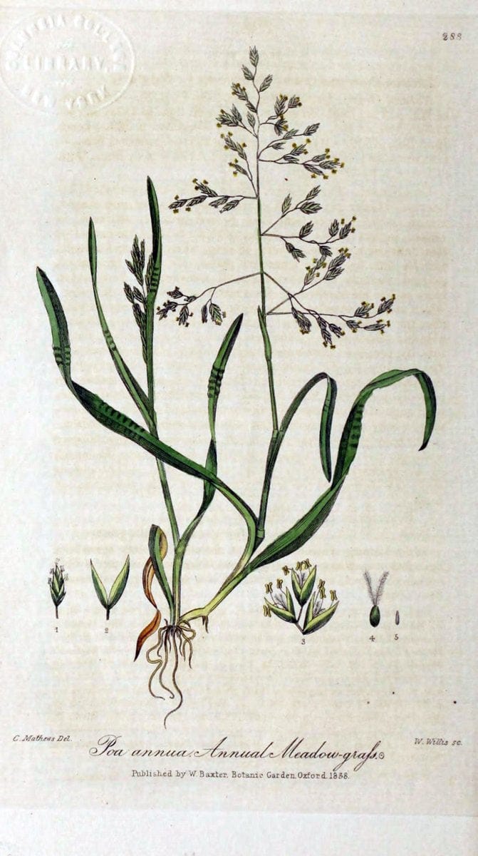 British phaenogamous botany,.Oxford,Published by the author, sold by J.H. Parker [etc.]1834-43.  | Vintage Print Reproduction 464899