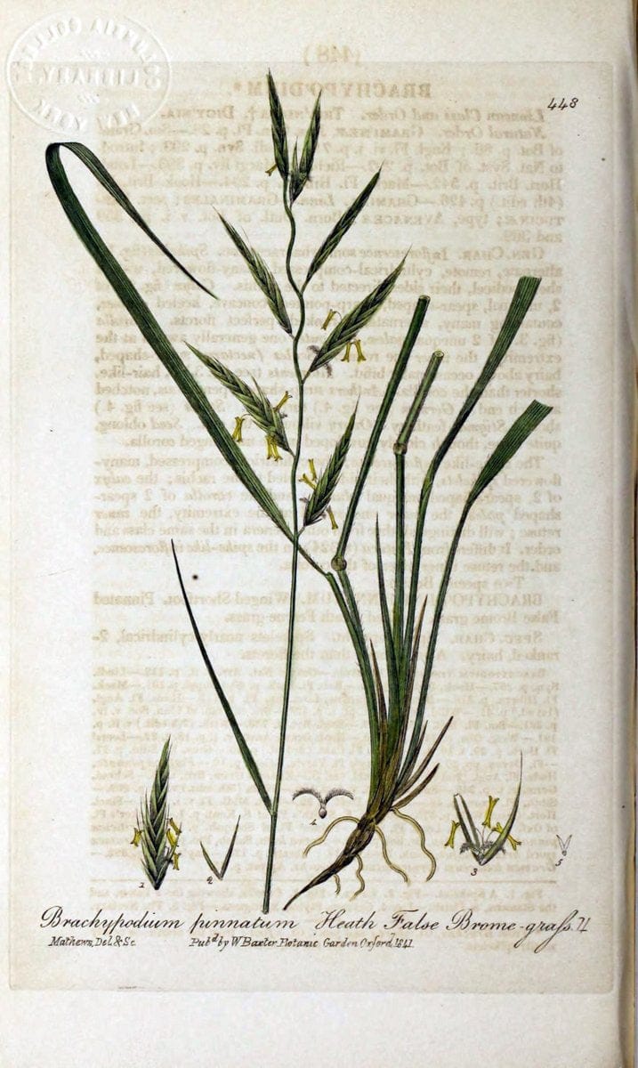 British phaenogamous botany,.Oxford,Published by the author, sold by J.H. Parker [etc.]1834-43.  | Vintage Print Reproduction 464900