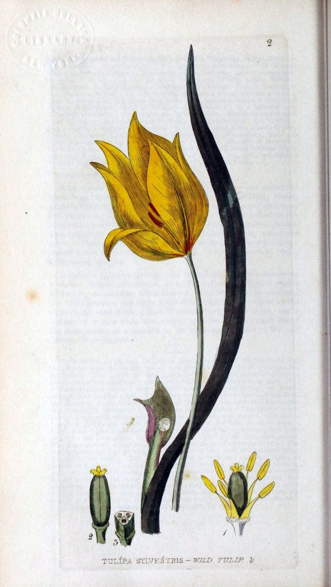 British phaenogamous botany,.Oxford,Published by the author, sold by J.H. Parker [etc.]1834-43.  | Vintage Print Reproduction 464901