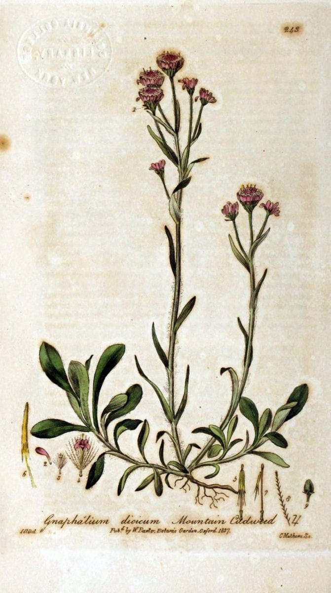 British phaenogamous botany,.Oxford,Published by the author, sold by J.H. Parker [etc.]1834-43.  | Vintage Print Reproduction 464904