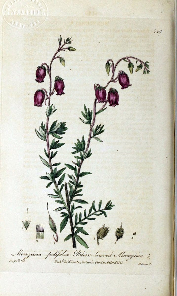 British phaenogamous botany,.Oxford,Published by the author, sold by J.H. Parker [etc.]1834-43.  | Vintage Print Reproduction 464906