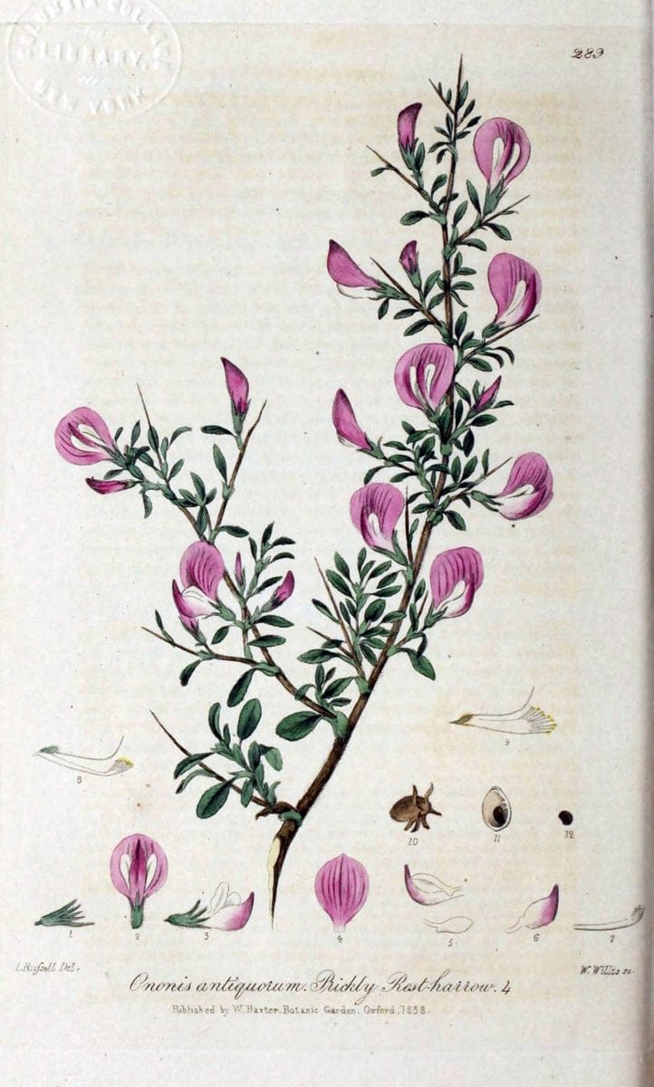 British phaenogamous botany,.Oxford,Published by the author, sold by J.H. Parker [etc.]1834-43.  | Vintage Print Reproduction 464907