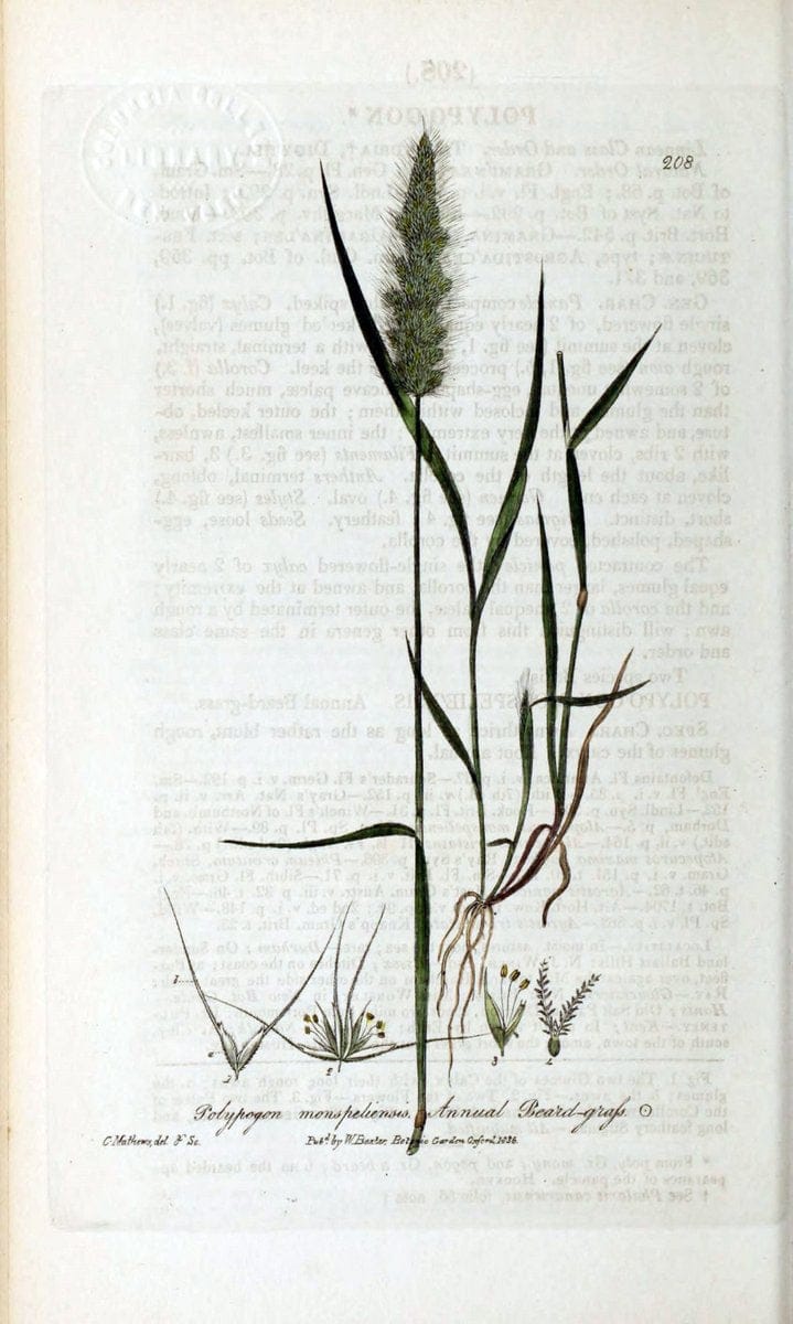 British phaenogamous botany,.Oxford,Published by the author, sold by J.H. Parker [etc.]1834-43.  | Vintage Print Reproduction 464909