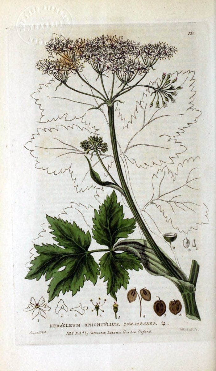 British phaenogamous botany,.Oxford,Published by the author, sold by J.H. Parker [etc.]1834-43.  | Vintage Print Reproduction 464910