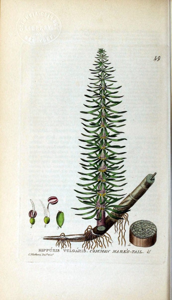 British phaenogamous botany,.Oxford,Published by the author, sold by J.H. Parker [etc.]1834-43.  | Vintage Print Reproduction 464912