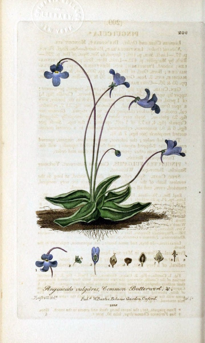 British phaenogamous botany,.Oxford,Published by the author, sold by J.H. Parker [etc.]1834-43.  | Vintage Print Reproduction 464913